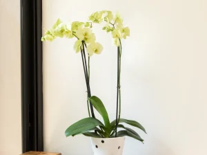 Maceta blanca de cerámica esmaltada para orquídeas