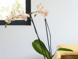 Maceta blanca de cerámica esmaltada para orquídeas en mesa.