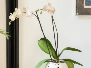 Maceta de cerámica esmaltada con orificios para raíces de orquídea con forma de esfera. Tiene orificio de drenaje en base también.