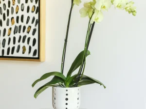 Maceta de cerámica esmaltada . Con orificios para raíces de orquídea . Los orificios tienen diseño de diferente tamaño. Forma de copa de la maceta 16 cm x 16 cm x 16 cm Diámetro de la boca 15 cm