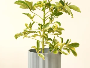 Maceta 3D Kioto chica color gris con impresión 3D