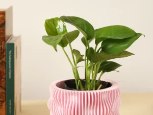 Maceta en impresión 3D Sonora Chica color Rosa