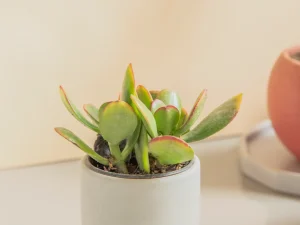 Maceta Tipo Bala Chica Lisa 7 cm con plato de concreto color Gris. El plato tienen un grosor de 2 cm. La altura total es de 9 cm y diámetro total es de 9 cm