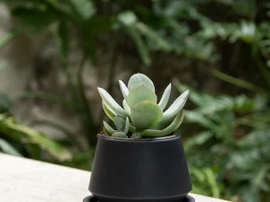 Maceta Harper color Negro de 9 x 8 cm con plato