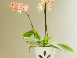 Maceta De Cerámica Para Orquídeas Grandes Forma Tulipán Color Blanco. Calado Flor