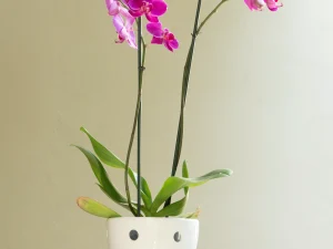 Maceta De Cerámica Para Orquídeas Grandes Forma Tulipán Color Blanco. Calado Zigzag