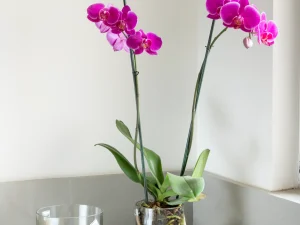 Maceta Cilíndrica Transparente Para Orquídeas. Forma de Cilindro Chica con Orificios