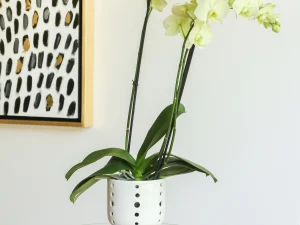 "Maceta Cerámica Forma De Copa Y Orificios para Orquídea Blanca (calado línea) (Blanca)"