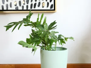 Maceta Terracota Forma de Bala 35 x 44 cm