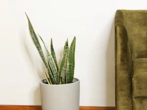 Maceta Terracota Forma de Bala 27 x 32 cm