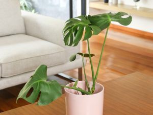 Maceta de Cerámica de CIlindro 20 x 20 cm con Plato Rosa.