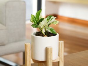 Maceta De Cerámica Blanca con Base De Madera Chica