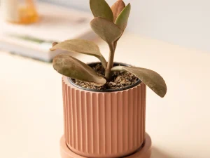 Maceta Ruffle Chica con plato de concreto Rosa